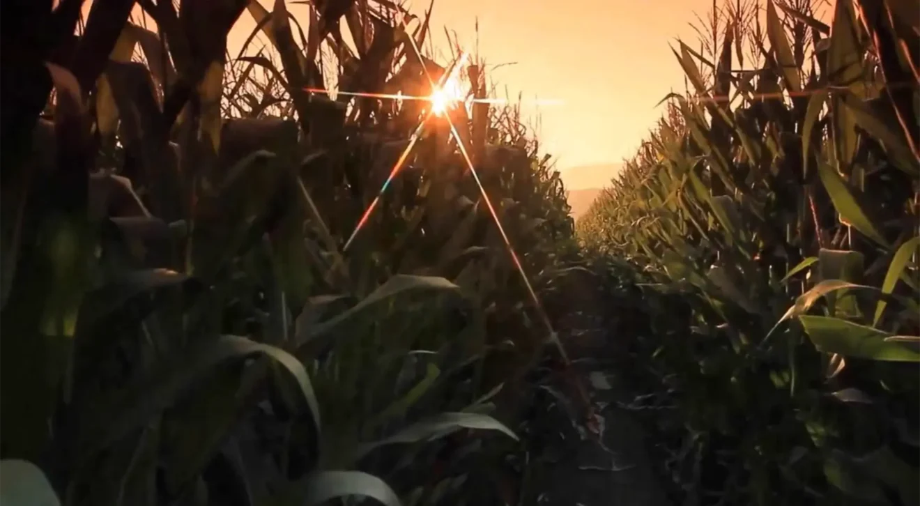 Field shot at dawn from within a crop row
